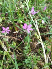 Erodium cicutarium