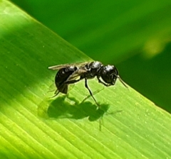 Pemphredonina