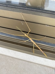 Tropidoderus gracilifemur