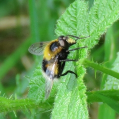 Volucella bombylans