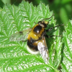 Volucella bombylans