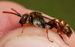 Nomada armata