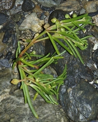 Spergularia canadensis