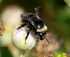 Bombus californicus