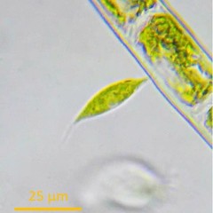 Chlorogonium