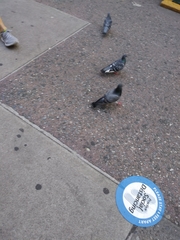 Columba livia
