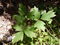Toxicodendron radicans negundo