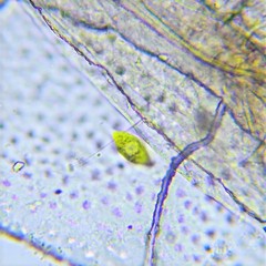 Chlorogonium