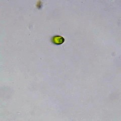 Chlorogonium