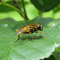 Helophilus pendulus