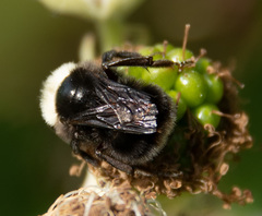 Bombus californicus