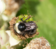 Bombus californicus