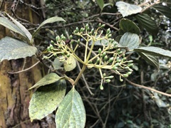 Viburnum lasiophyllum