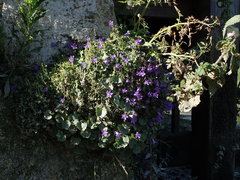 Campanula poscharskyana