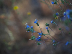 Eriastrum sapphirinum