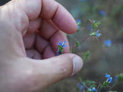 Eriastrum sapphirinum