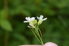 Arabis eschscholtziana