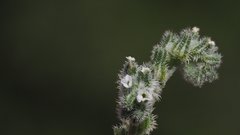 Cryptantha flaccida