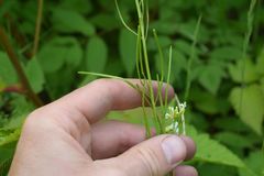 Arabis eschscholtziana
