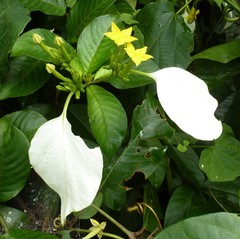 Mussaenda chippii