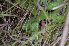 Arabis eschscholtziana