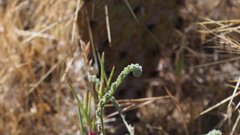 Cryptantha flaccida