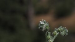 Cryptantha flaccida