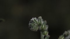 Cryptantha flaccida