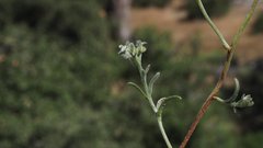 Cryptantha flaccida