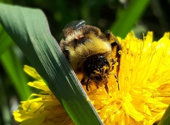 Bombus ashtoni