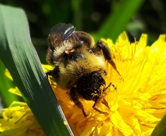 Bombus ashtoni