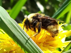 Bombus ashtoni