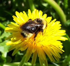 Bombus ashtoni
