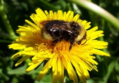 Bombus ashtoni