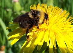 Bombus ashtoni