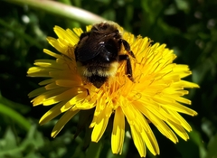 Bombus ashtoni