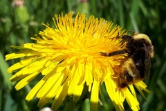 Bombus ashtoni