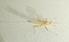 Maccaffertium terminatum terminatum