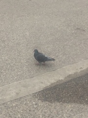 Columba livia domestica
