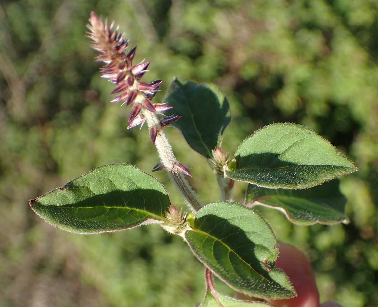 Achyranthes aspera var. aspera
