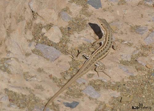 Olivier's Sand Lizard