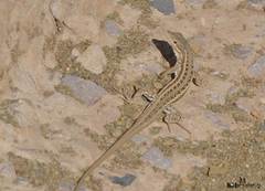 Oliver's Desert Racer photo 3