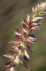 Achyranthes aspera aspera