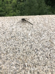 Gomphaeschna furcillata