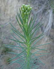 Athanasia linifolia