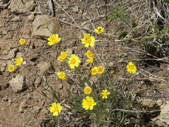 Tetraneuris argentea