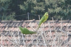 Psittacara leucophthalmus