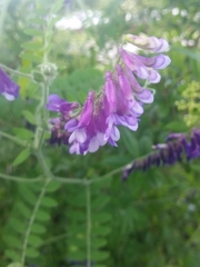 Vicia villosa villosa