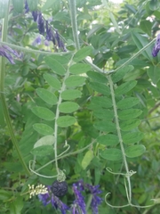 Vicia villosa villosa