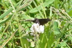 Erynnis baptisiae